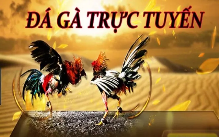Trải Nghiệm Sảnh Cược Đá Gà AX88 Kịch Tính Nhận Thưởng Lớn Ngay